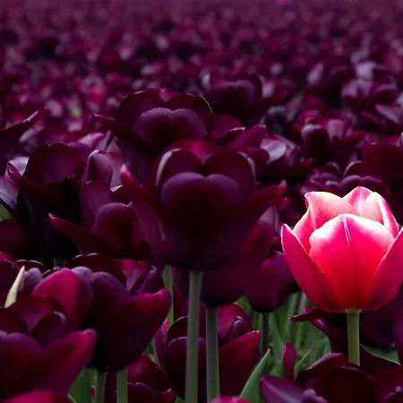 Horská chata Dutchduochalet13 s-Gravenzande