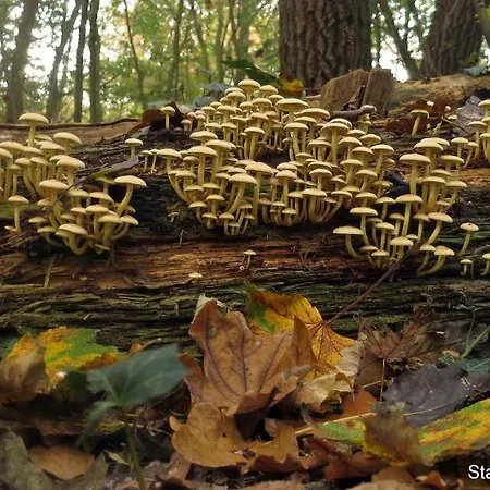 Dutchduochalet13 جرافنزانده