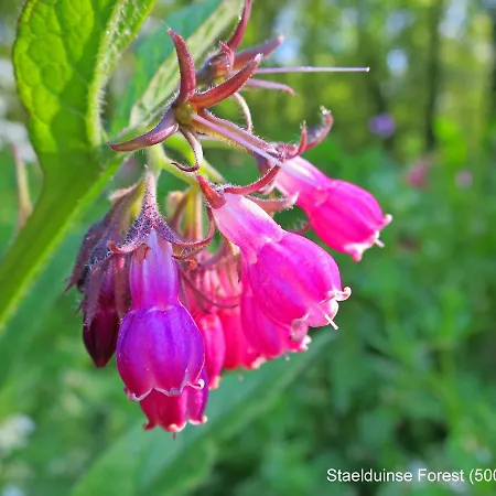 Dutchduochalet13 شاليه