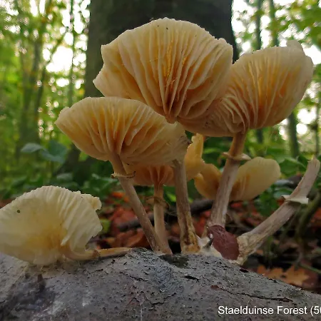 Dutchduochalet13 شاليه