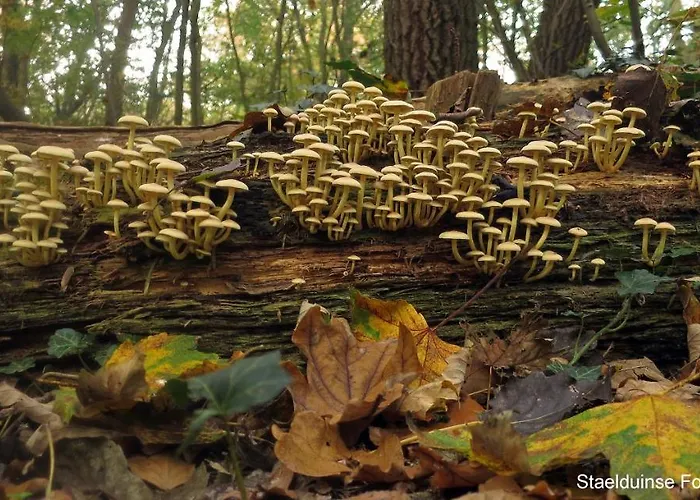 Dutchduochalet13 s-Gravenzande