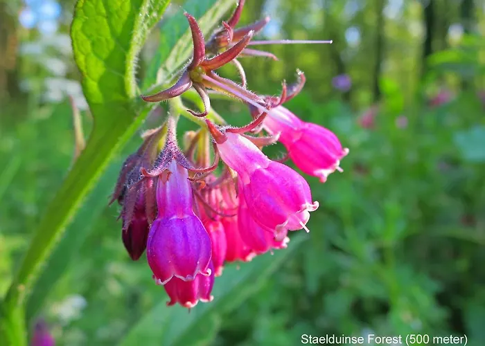 Dutchduochalet13 Casa de Férias