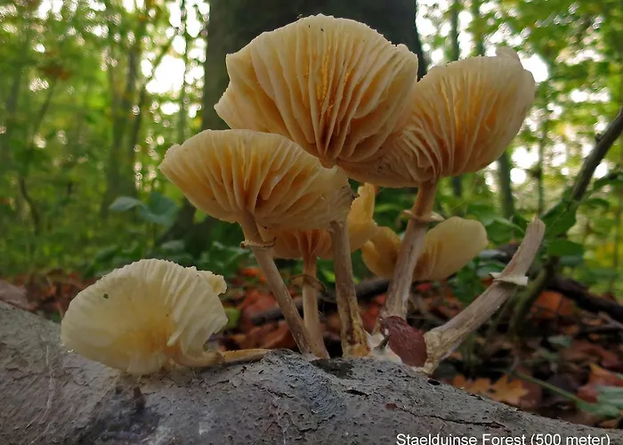 Dutchduochalet13 Сasa de vacaciones