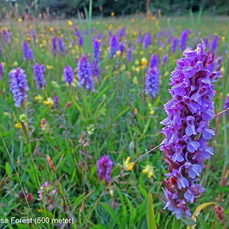 Dutchduochalet13 別荘 ス・グラーヴェンザンデ