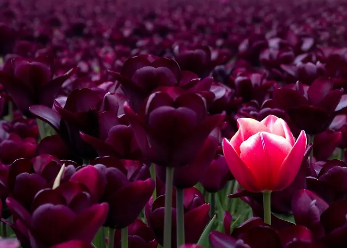 Feriehus Dutchduochalet13 s-Gravenzande