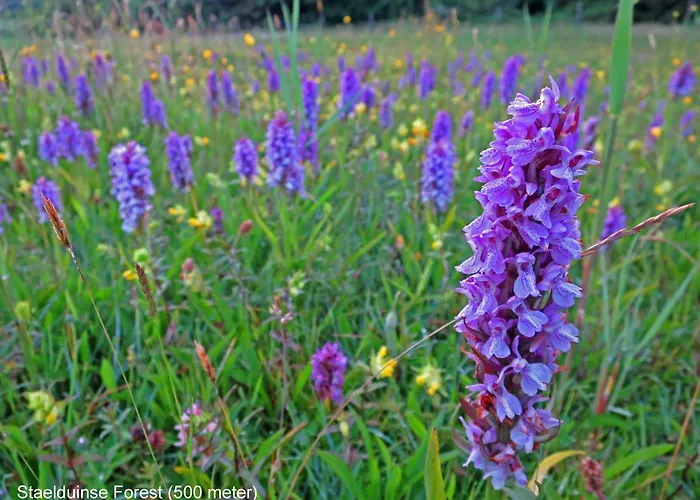 Dutchduochalet13 Feriehus s-Gravenzande